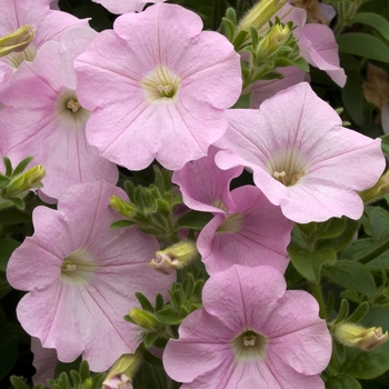 Petunia 'Baby Pink Ice' 