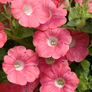 Petunia 'Baby Coral' 