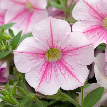 Petunia 'Baby Compact Light Pink' 