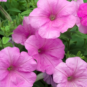 Petunia 'Lavender Pink' 