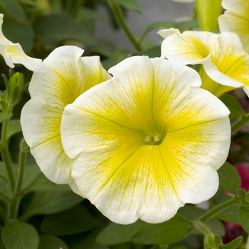 Petunia 'Sun Ray' 