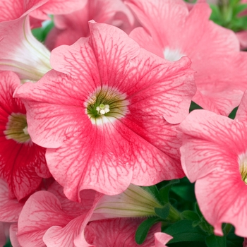 Petunia 'Suncatcher™ Salmon Vein' 