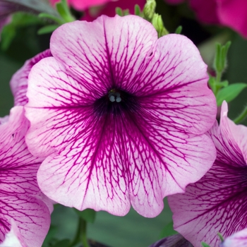 Petunia 'Suncatcher™ Plum Vein' 