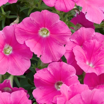 Petunia 'Suncatcher™ Hot Pink' 