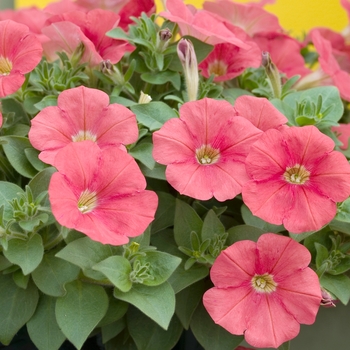 Petunia 'Suncatcher™ Dark Coral' 