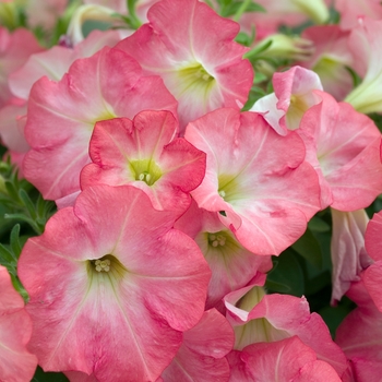 Petunia 'Suncatcher™ Coral Prism' 