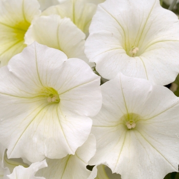 Petunia 'Ivory' 