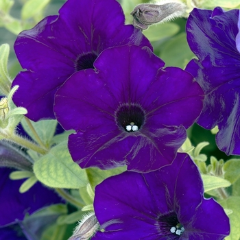 Petunia 'Midnight Blue' 