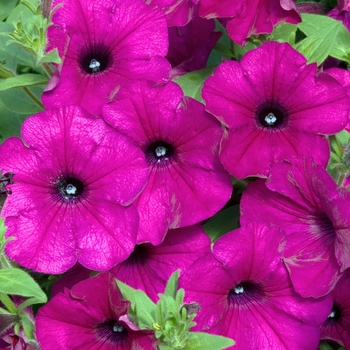 Petunia 'Deep Purple' 