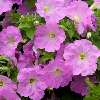 Petunia multiflora 'Amethyst' 