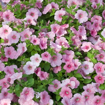 Petunia multiflora 'Peach Glo' 