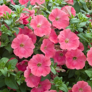 Petunia multiflora 'Salmon Capri' 