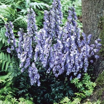 Aconitum cammarum 'Stainless Steel' 