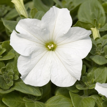 Petunia 'Prism White' 