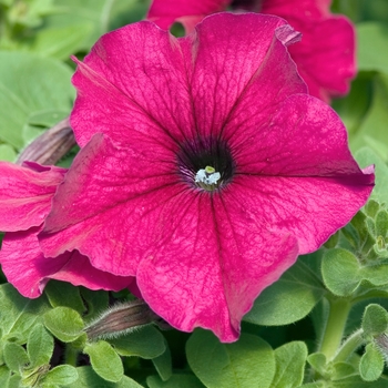 Petunia 'Prism Ruby' 