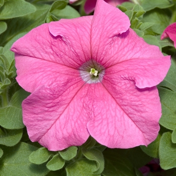 Petunia 'Prism Pink' 
