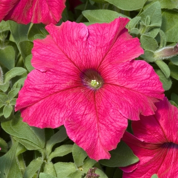 Petunia 'Prism Deep Rose' 