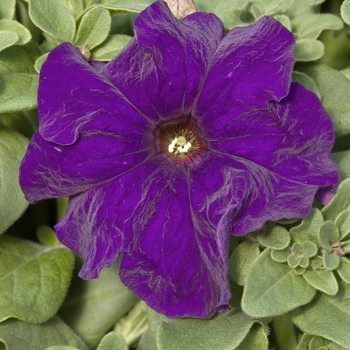 Petunia 'Prism Blue' 