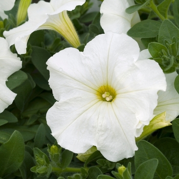 Petunia 'Plush White' 