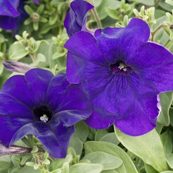Petunia multiflora 'Blue' 