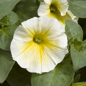 Petunia 'Petitunia Yellow Dream' 