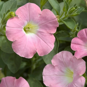 Petunia 'Petitunia Pink Dream' 