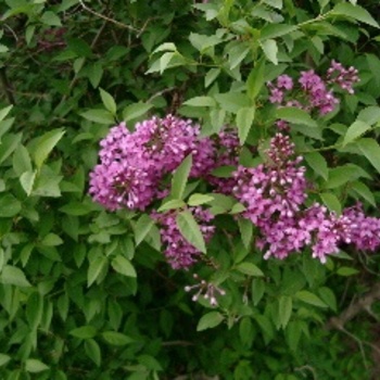 Syringa persica