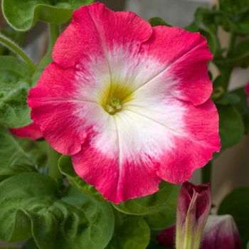 Petunia 'Merlin Red Morn' 