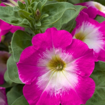 Petunia 'Merlin Pink Morn' 