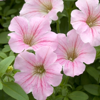 Petunia 'Littletunia™ Pink' 