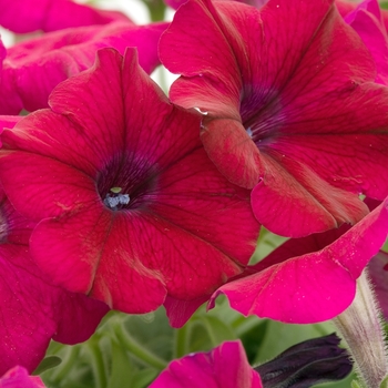 Petunia 'Lambada Burgundy' 