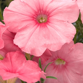 Petunia 'Lambada Salmon' 