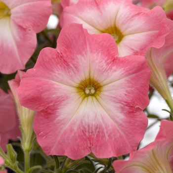 Petunia 'Lambada Salmon Morn' 