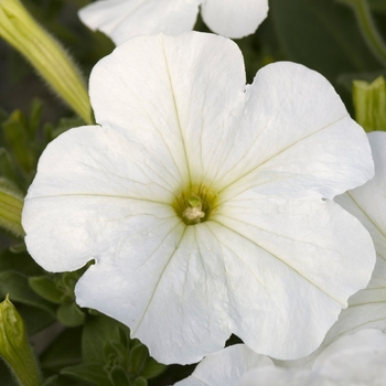 Petunia multiflora 'White' 