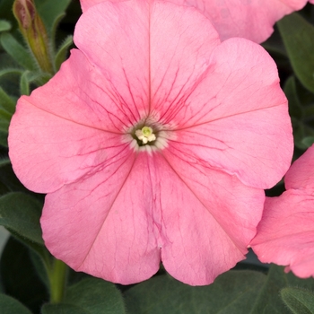 Petunia multiflora 'Salmon' 