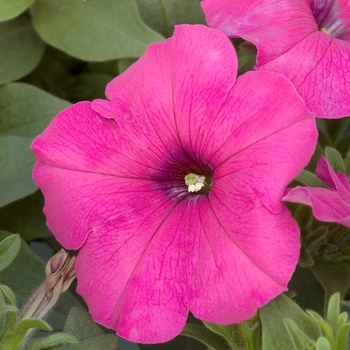 Petunia multiflora 'Rose' 