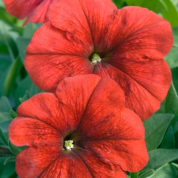 Petunia multiflora 'Red' 