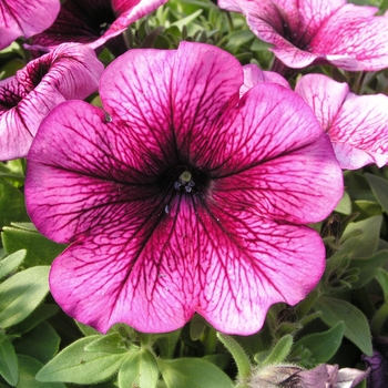 Petunia multiflora 'Plum' 