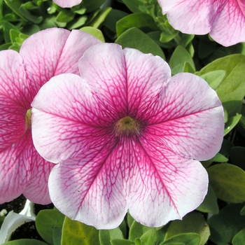 Petunia multiflora 'Pink Veined' 
