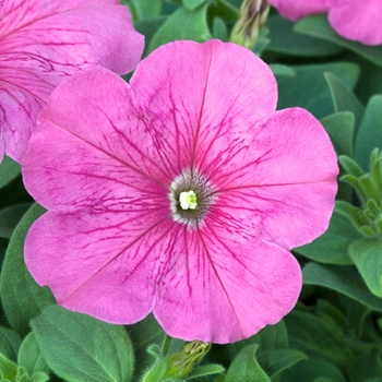 Petunia multiflora 'Pink' 