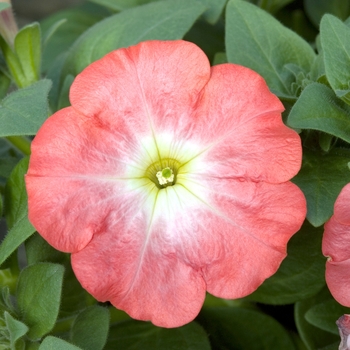 Petunia multiflora 'Coral Flare' 