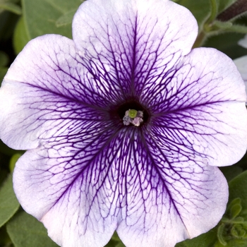 Petunia multiflora 'Blue Veined' 