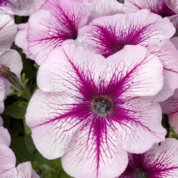 Petunia 'Blackcurrant Sundae' 