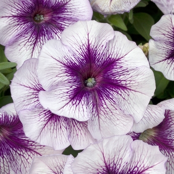 Petunia 'Blueberry Sundae' 