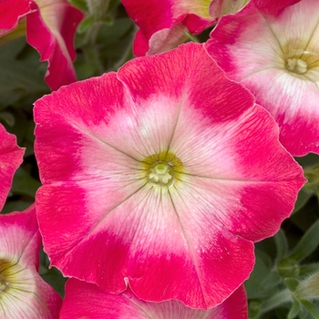 Petunia 'Red Halo' 