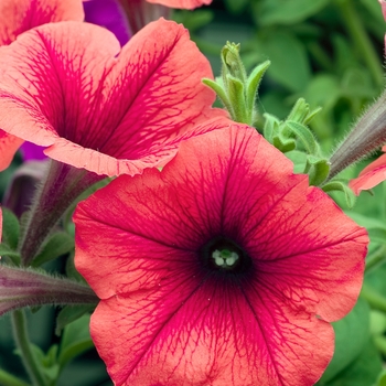 Petunia 'Glow™ Forest Fire' 