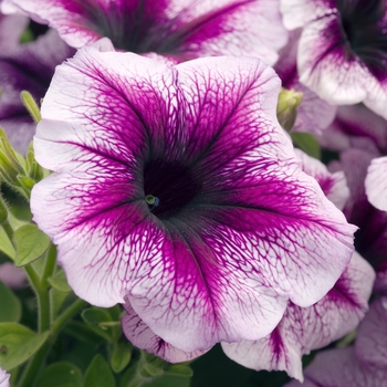 Petunia 'Glow™ Dark Purple Vein' 