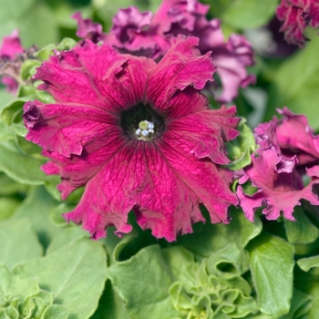 Petunia 'Frillytunia Burgundy' 