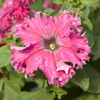 Petunia 'Frillytunia Pink' 