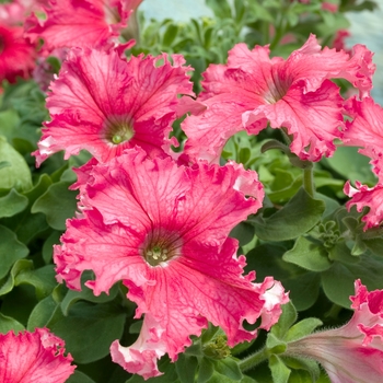 Petunia 'Frillytunia Tropical Red' 